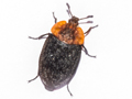 Oiceoptoma thoracicum